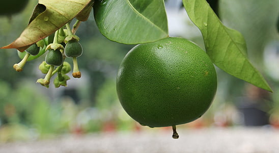 selective focus photography of round green fruit thumbnail