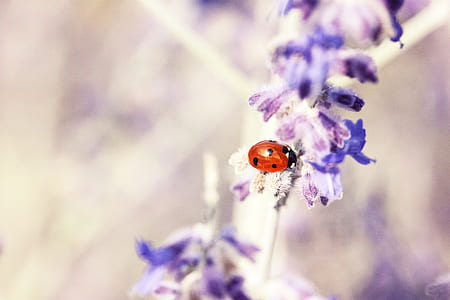 red ladybug on purple flower in selective focus photography thumbnail
