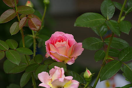 pink roses in close-up photography thumbnail