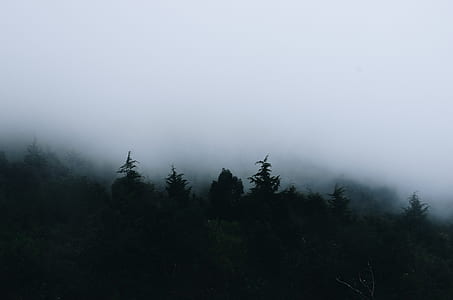 green forest photography thumbnail