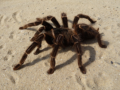 black and gray tarantula on gray sand thumbnail