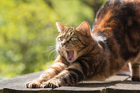 cat on wood planks thumbnail