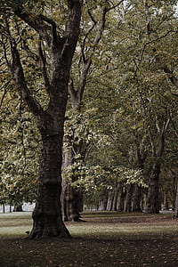 photo of green trees in forest thumbnail