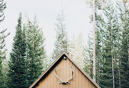 white horned animal mounted on house during daytime thumbnail