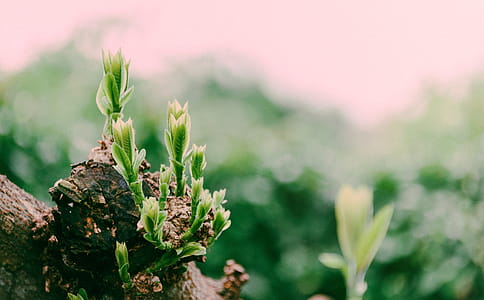 Close-Up Photo of Green Plant thumbnail