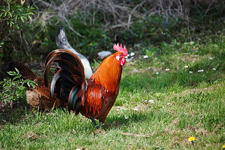 red and black rooster thumbnail