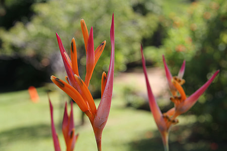 Flower, Hawaiian Flower thumbnail