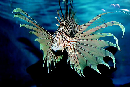 gray fish under water thumbnail