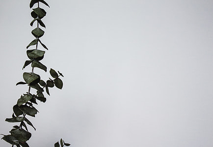 green vines next to white painted wall thumbnail