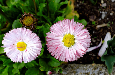 close-up of two pink petaled flowers in bloom thumbnail