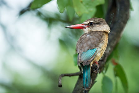 selective focus photography of kingfisher perched on branch thumbnail