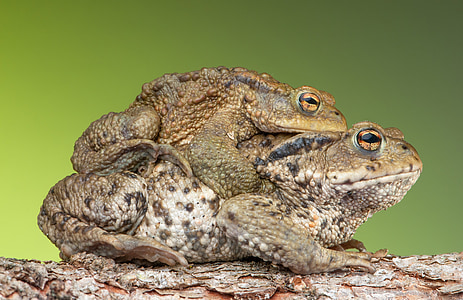 photo of two brown frogs thumbnail