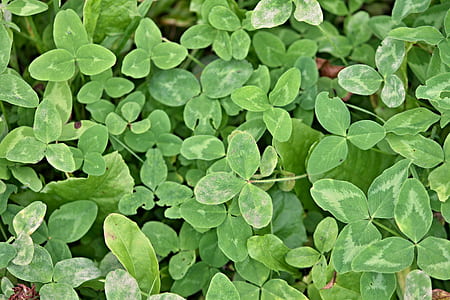 green ovate leaf plants thumbnail