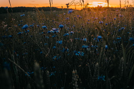 blue petaled flower thumbnail
