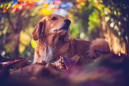 adult red Nova Scotia duck tolling retriever on outdoors thumbnail