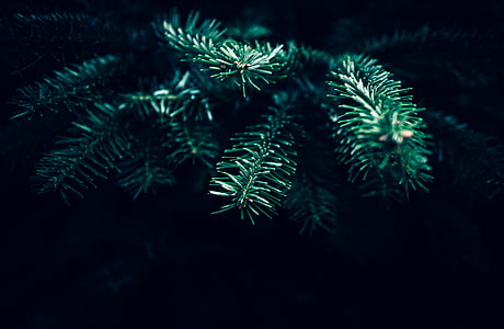 shallow focus photography of spruce tree thumbnail