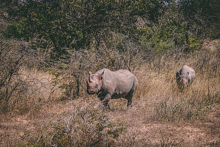 two rhinoceros thumbnail