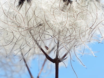 photography of white plant thumbnail