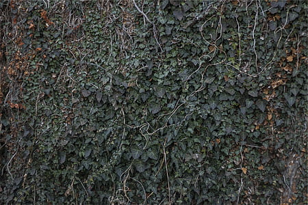 minimalist photography of green bush thumbnail