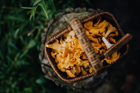 Picking mushrooms chantarelle in the woods thumbnail