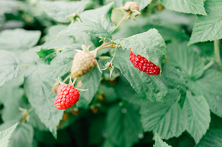 Homegrown raspberries thumbnail