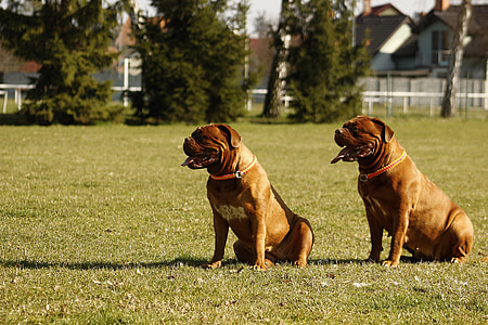 two adult brown French mastiff sitting on green grass thumbnail