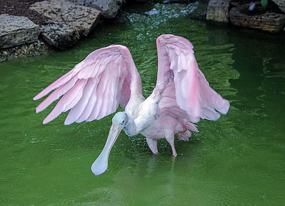 pink and white long-beak bird on body of water thumbnail