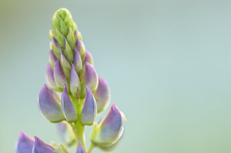 macro photography of green plants thumbnail