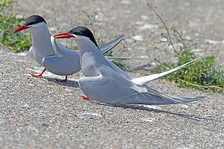 Arctic Tern, Courtship Feeding thumbnail
