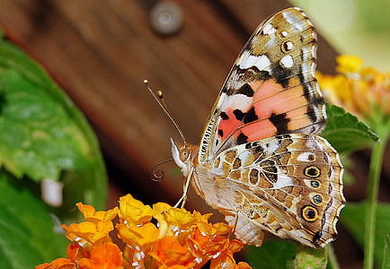 brown, black, and orange butterfly perched on orange and yellow petaled flowers thumbnail