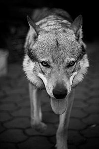 grayscale photography of wolf thumbnail