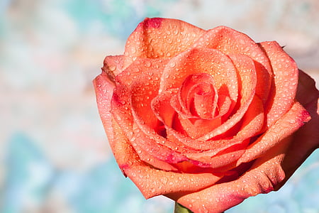 macro photography of orange rose thumbnail