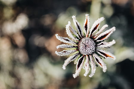 Frozen flower thumbnail