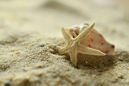 close up focus photo of a starfish beside a white conch shell on sand thumbnail
