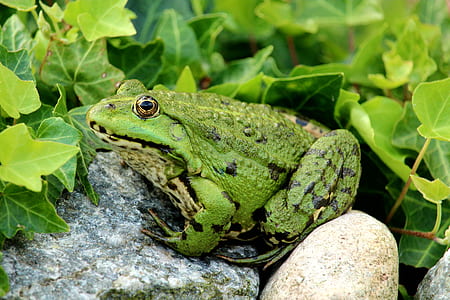 green frog thumbnail