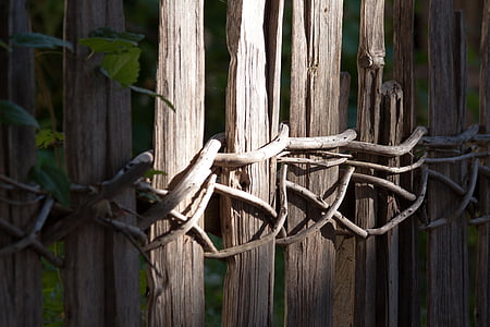brown wooden fence with roots thumbnail