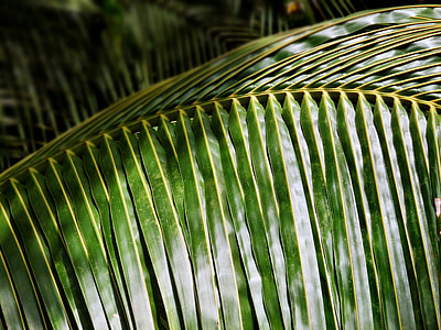 coconut leaf thumbnail