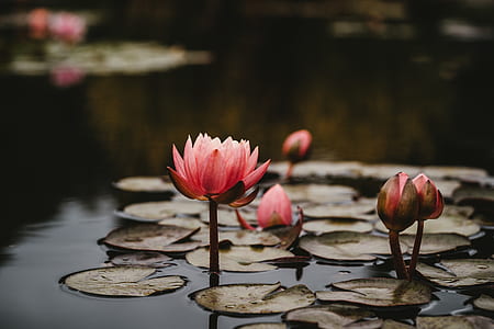 lotus pods with lotus flowers on water thumbnail