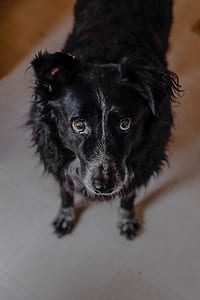 closeup photo of black dog standing on floor thumbnail