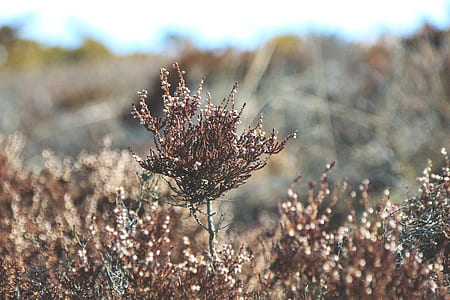 selective photography of brown plant thumbnail