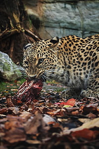 leopard eating meat no ground thumbnail