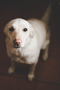 selective focus photography of white dog sitting thumbnail