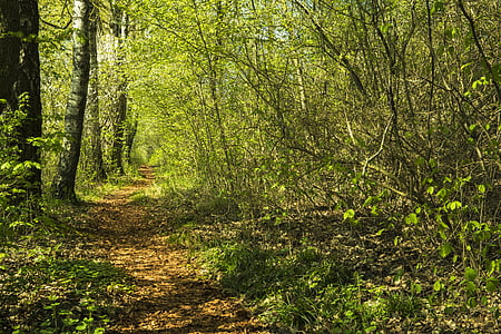 green leafed trees and plants thumbnail