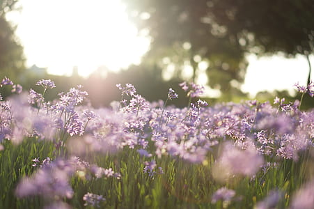 purple flowers during daytime thumbnail