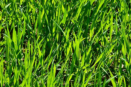 green leafed grasses thumbnail