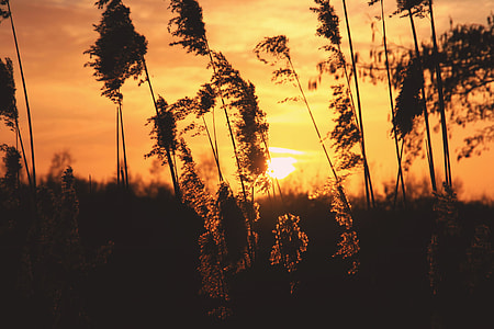 silhouette of plants thumbnail