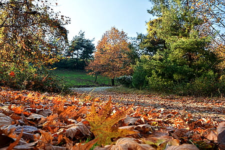 photograph of trees during fall thumbnail