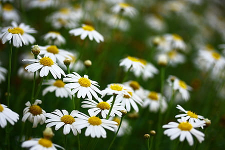 Close-Up Photo of Daisies thumbnail