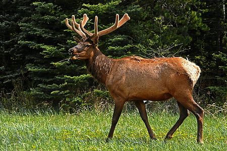 brown reindeer thumbnail