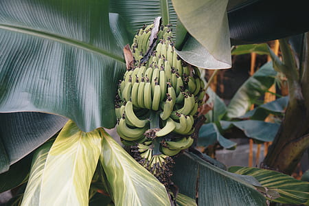 green banana fruits with leaves thumbnail